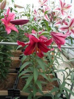 [1851 Mambo No02.JPG]